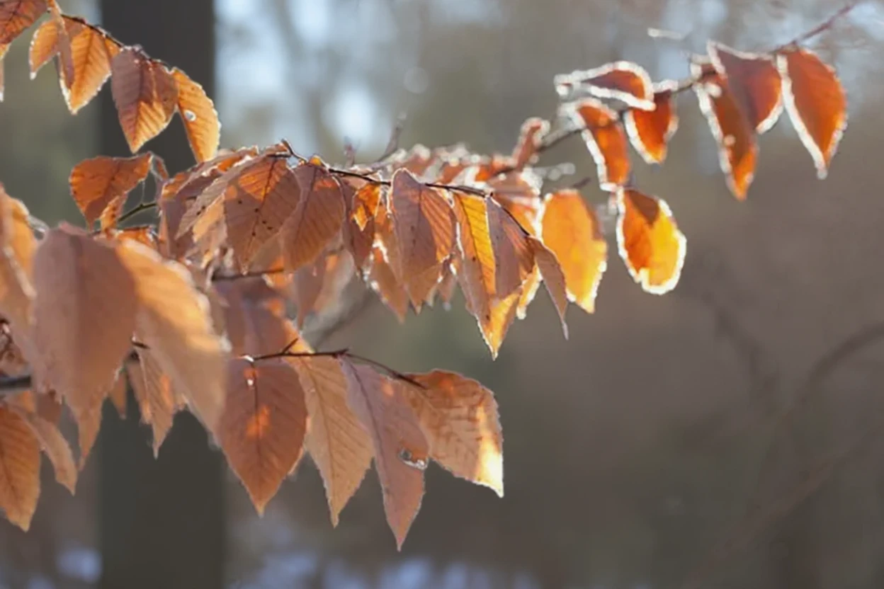 Бук великолистковий