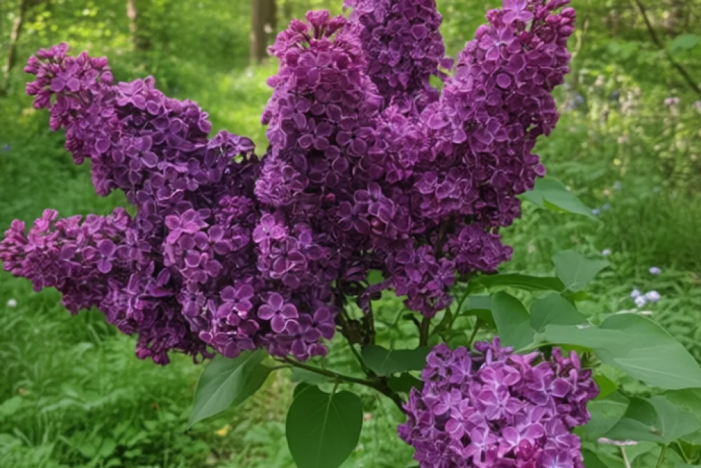 Бузок Анденкен ан Людвіг Шпат / Syringa vulgaris Andenken an Ludwig Spath