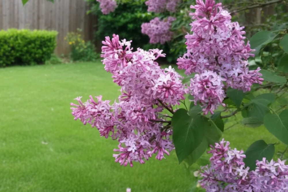 Бузок Місс Канада / Syringa x prestoniae Miss Canada