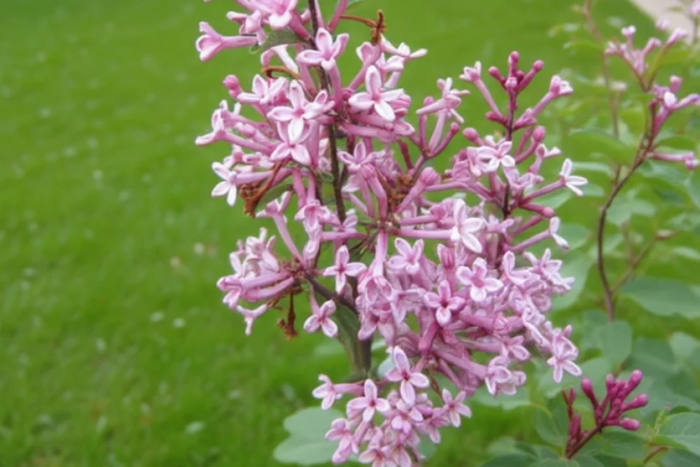 Бузок Пінк Парфюм / Syringa Bloomerang Pink Perfume