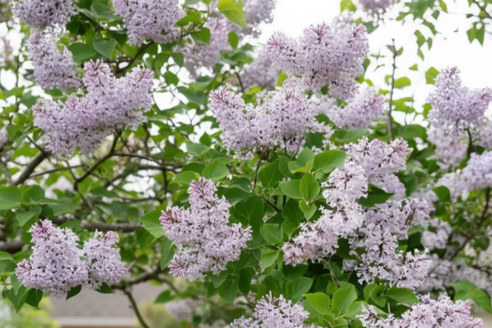 Бузок розлогий Місс Кім / Syringa pubescens subsp. patula Miss Kim