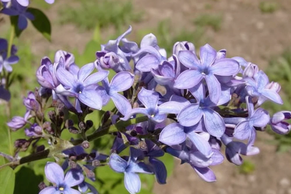 Бузок Веджвуд Блю / Syringa vulgaris Wedgewood Blue