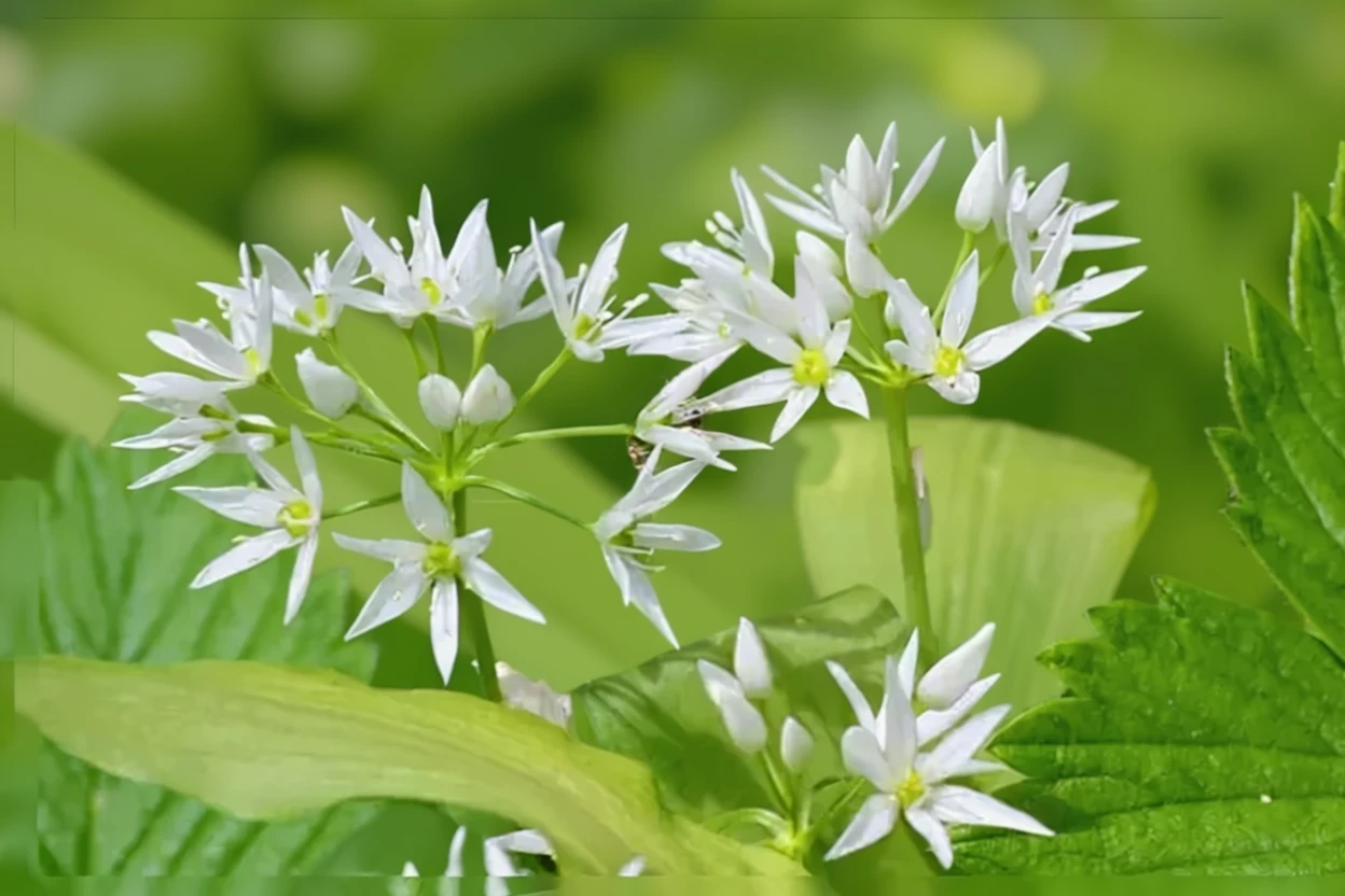 Часник ведмежий