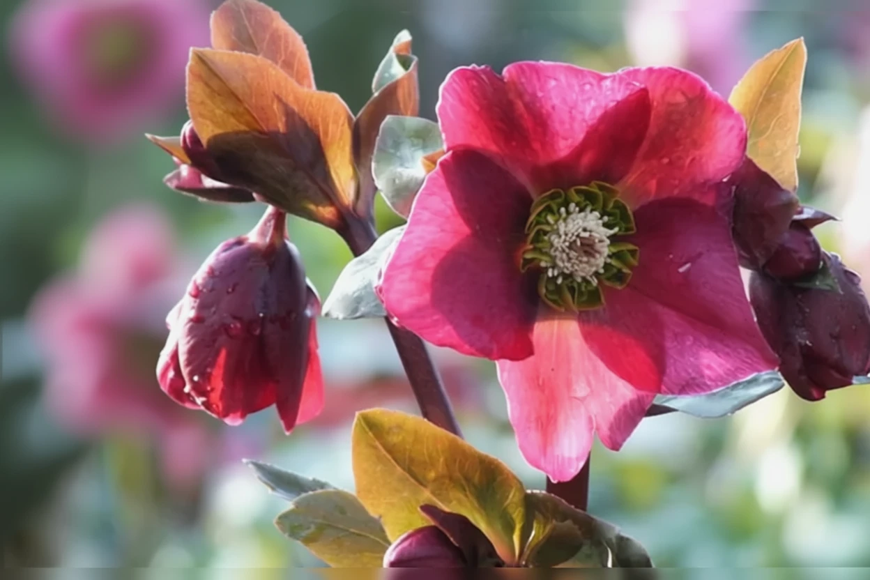 Чемерник Анна Ред / Helleborus Anna’s Red