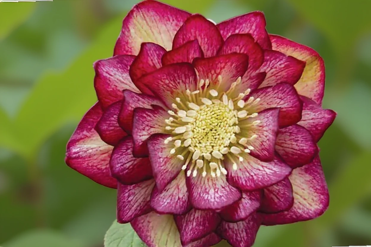 Чемерник Арлекін Джем