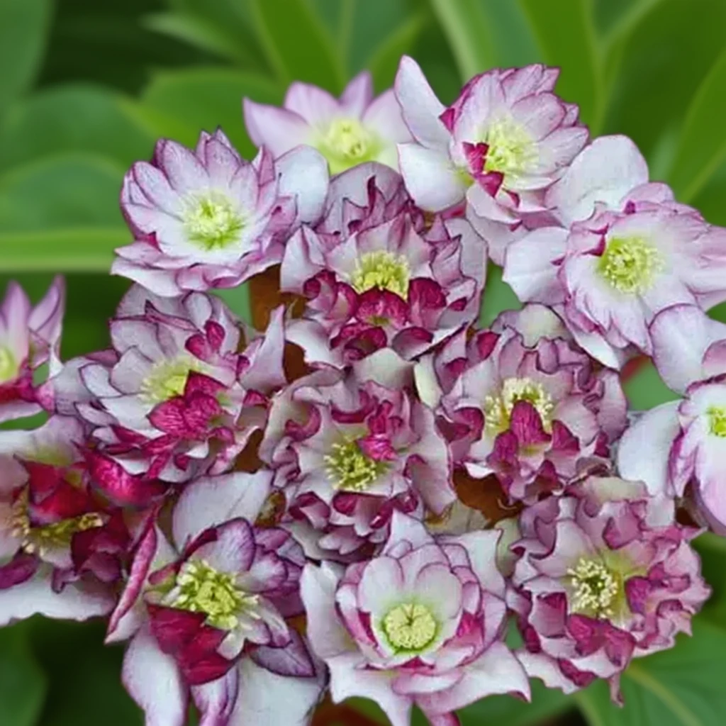 Чемерник Блашинг Брайдсмейд