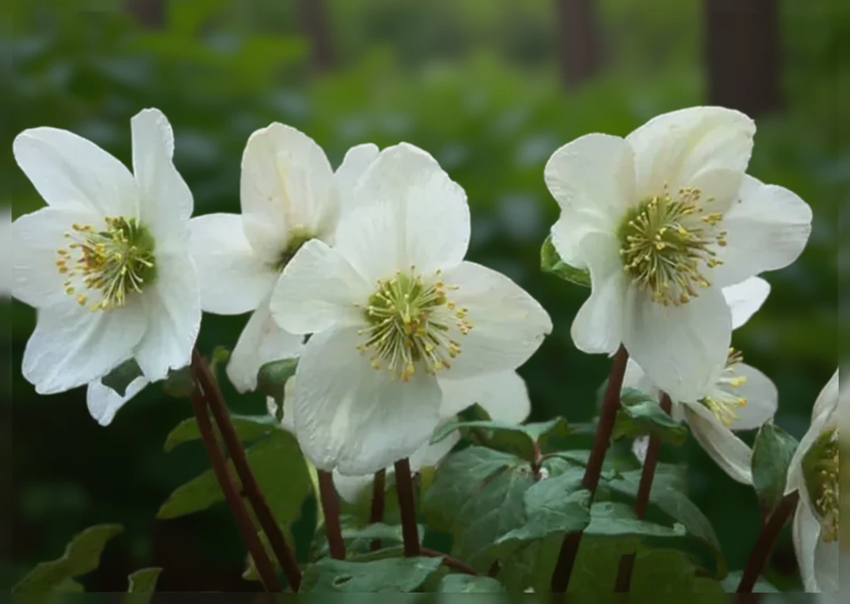 Чемерник чорний