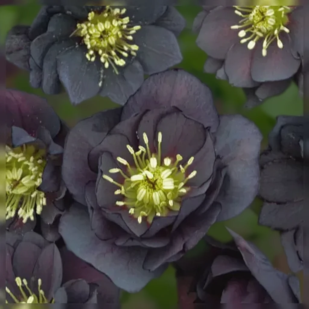 Чемерник Дарк енд Хендсом