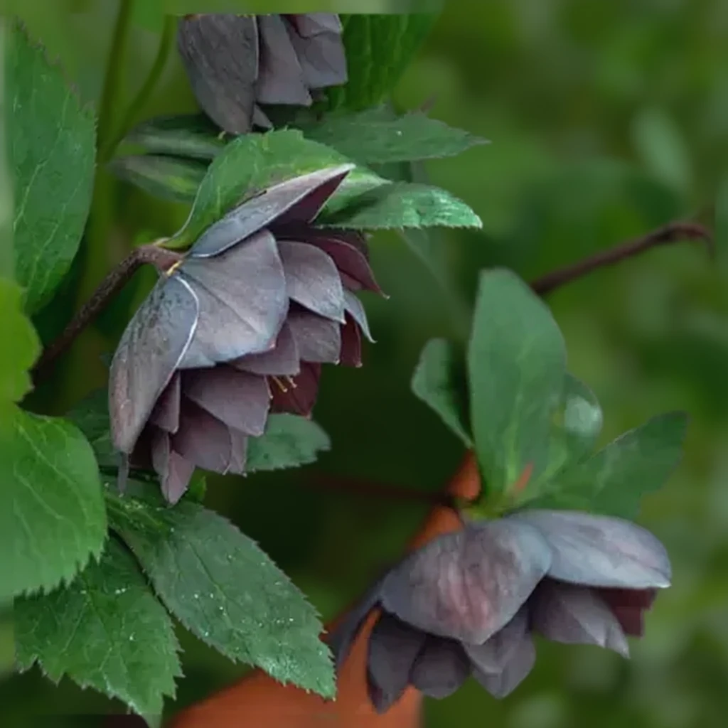 Чемерник Дешинг Грумсмен