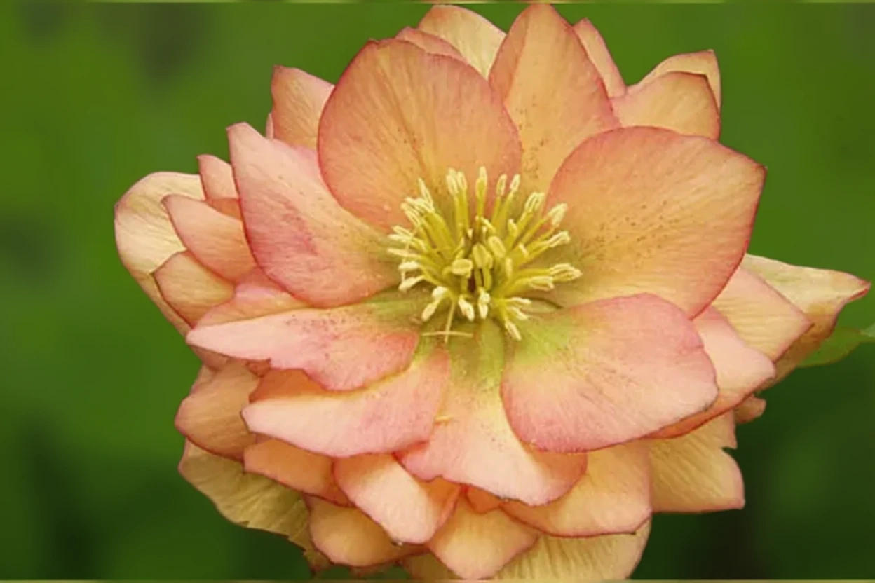 Чемерник Ембер Джем / Helleborus Winter Jewels Amber Gem