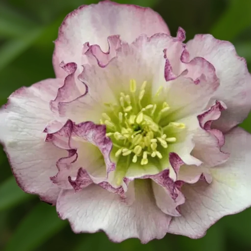 Чемерник Флауер Герл / Helleborus Flower Girl