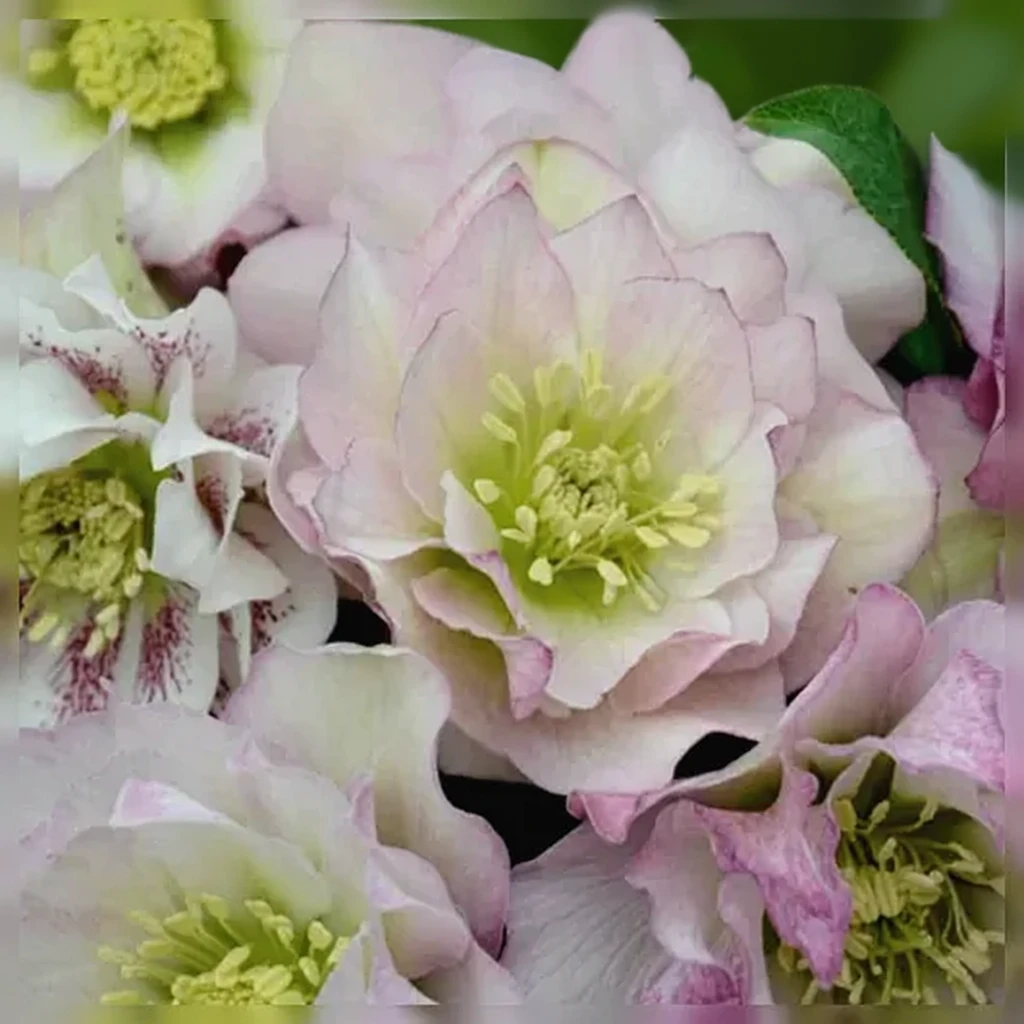 Чемерник Флауер Герл