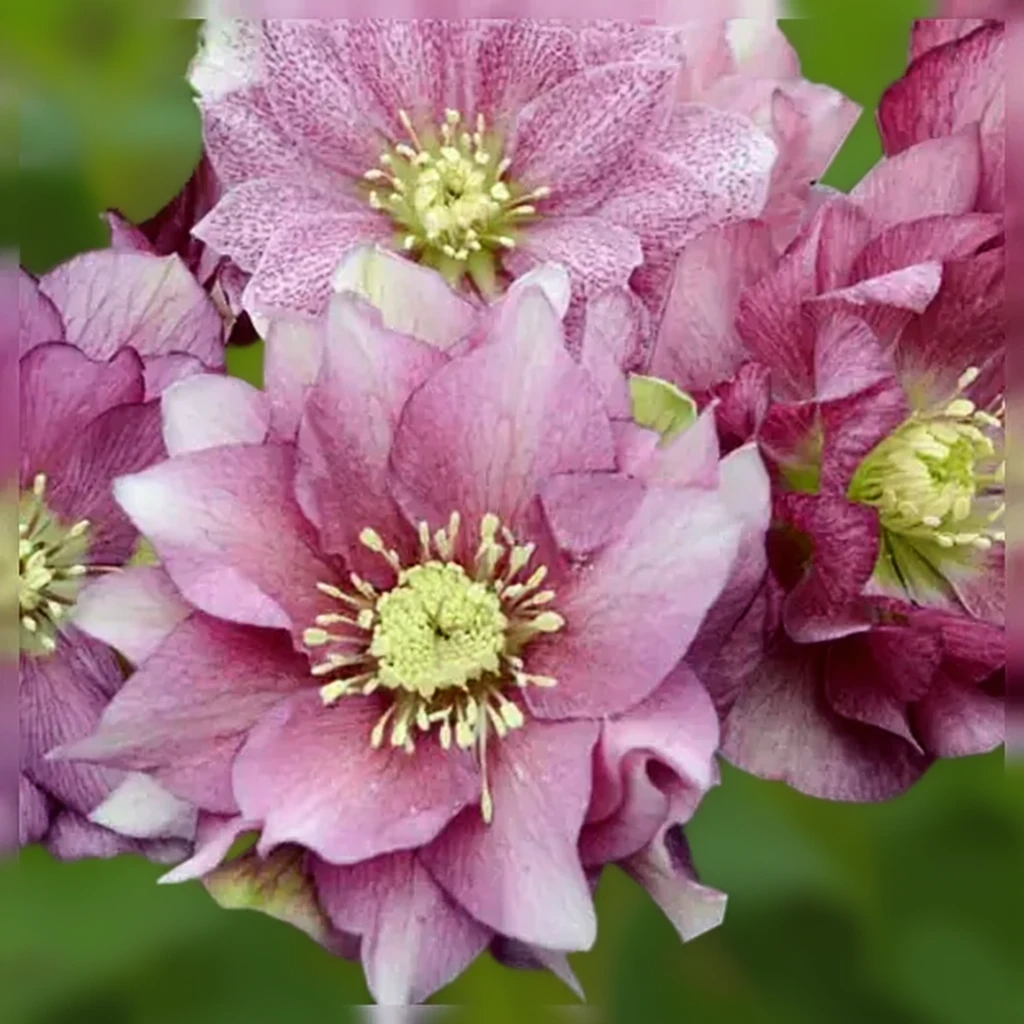 Чемерник Мейд оф Хонор