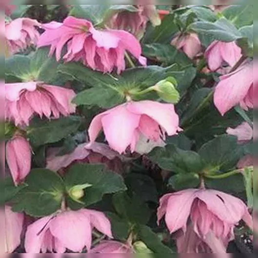 Чемерник Мейд оф Хонор