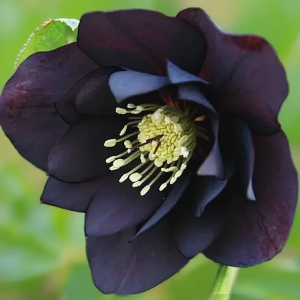 Чемерник Міднайт Раффлс