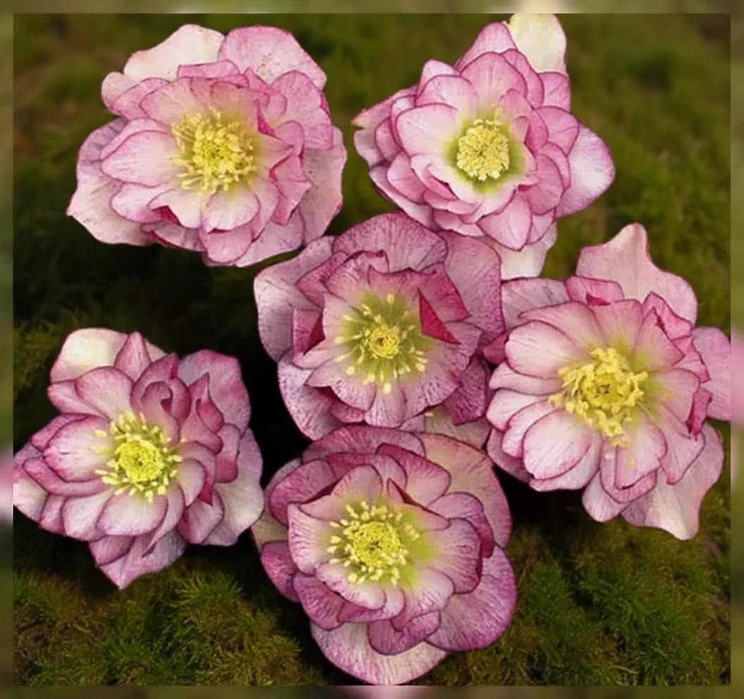 Чемерник Пеппермінт Айс / Helleborus Winter Jewels Peppermint Ice