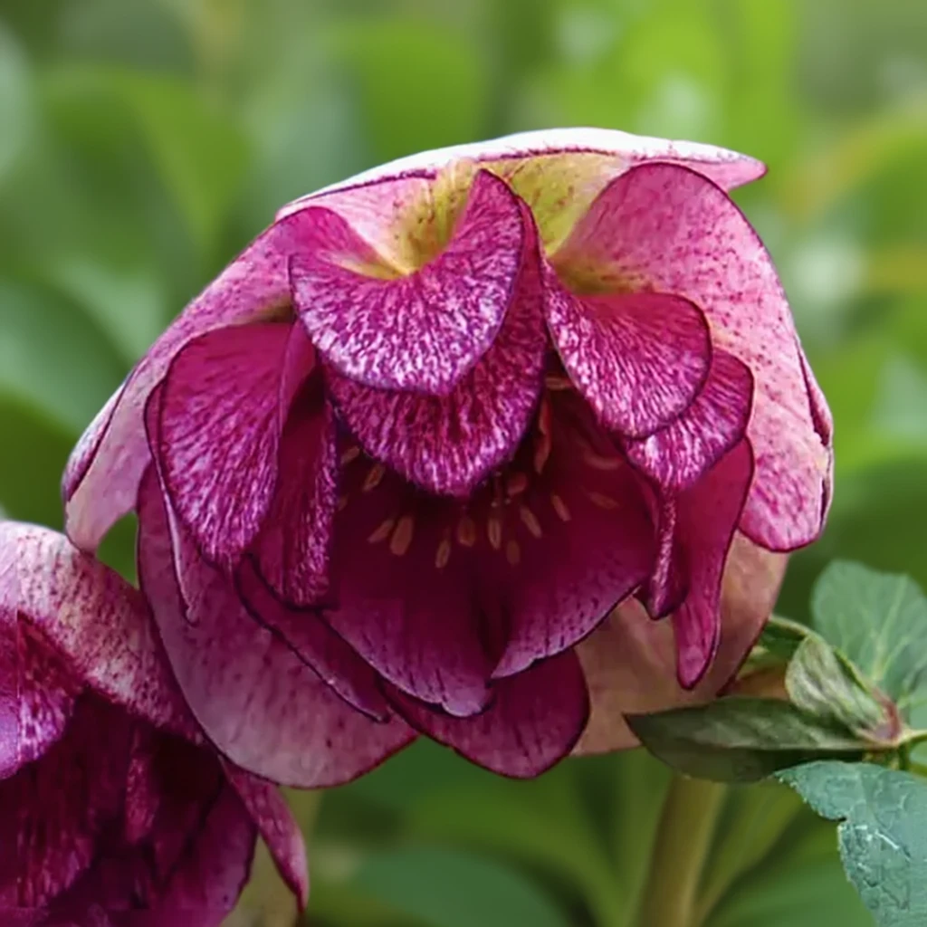 Чемерник Пеппермінт Айс