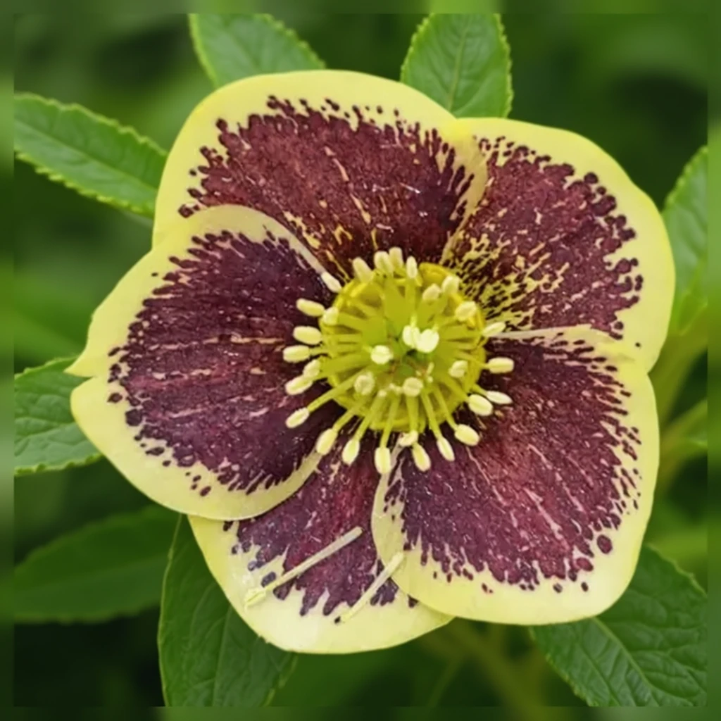 Ріо Карнівал чемерник / Helleborus rio carnival