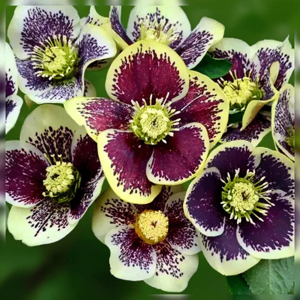 Чемерник Ріо Карнівал