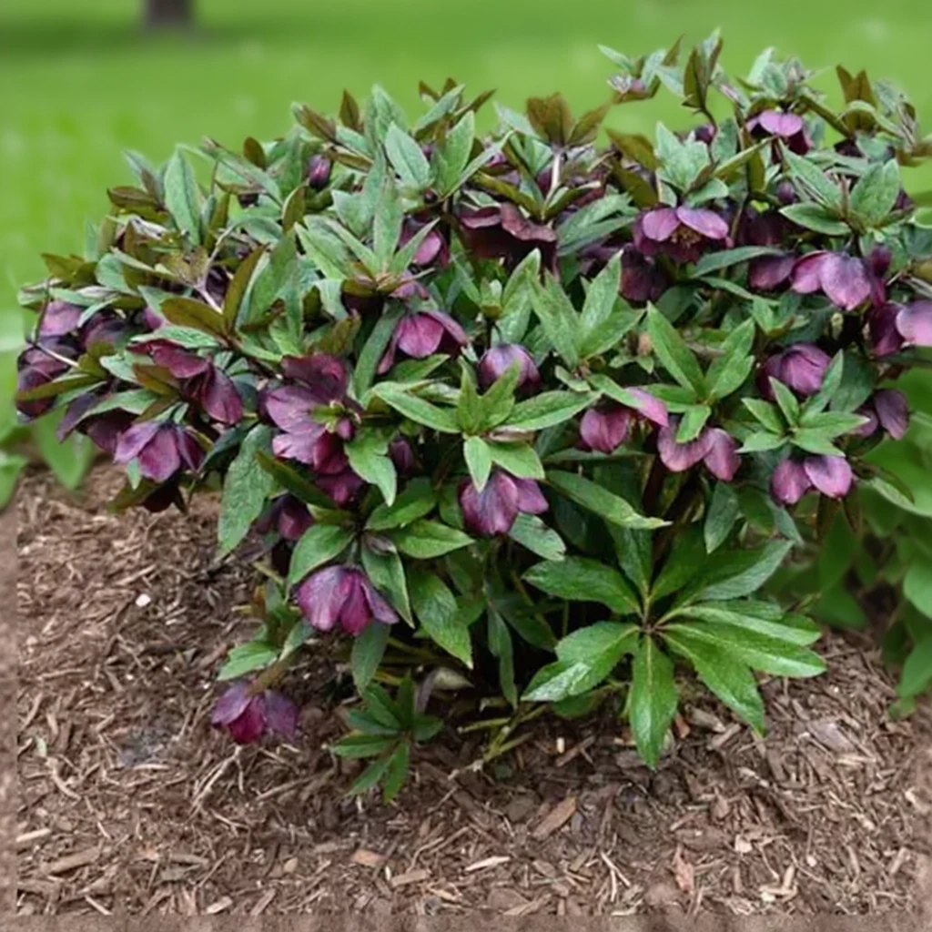 Чемерник Роум ін Ред