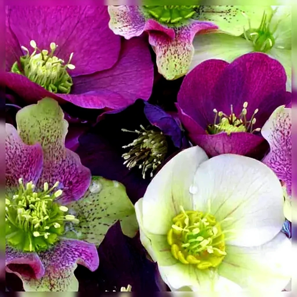 Чемерник східний Роял Херітедж / Helleborus orientalis Royal Heritage