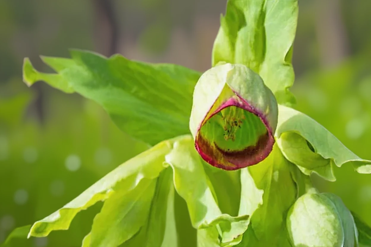 Чемерник смердючий