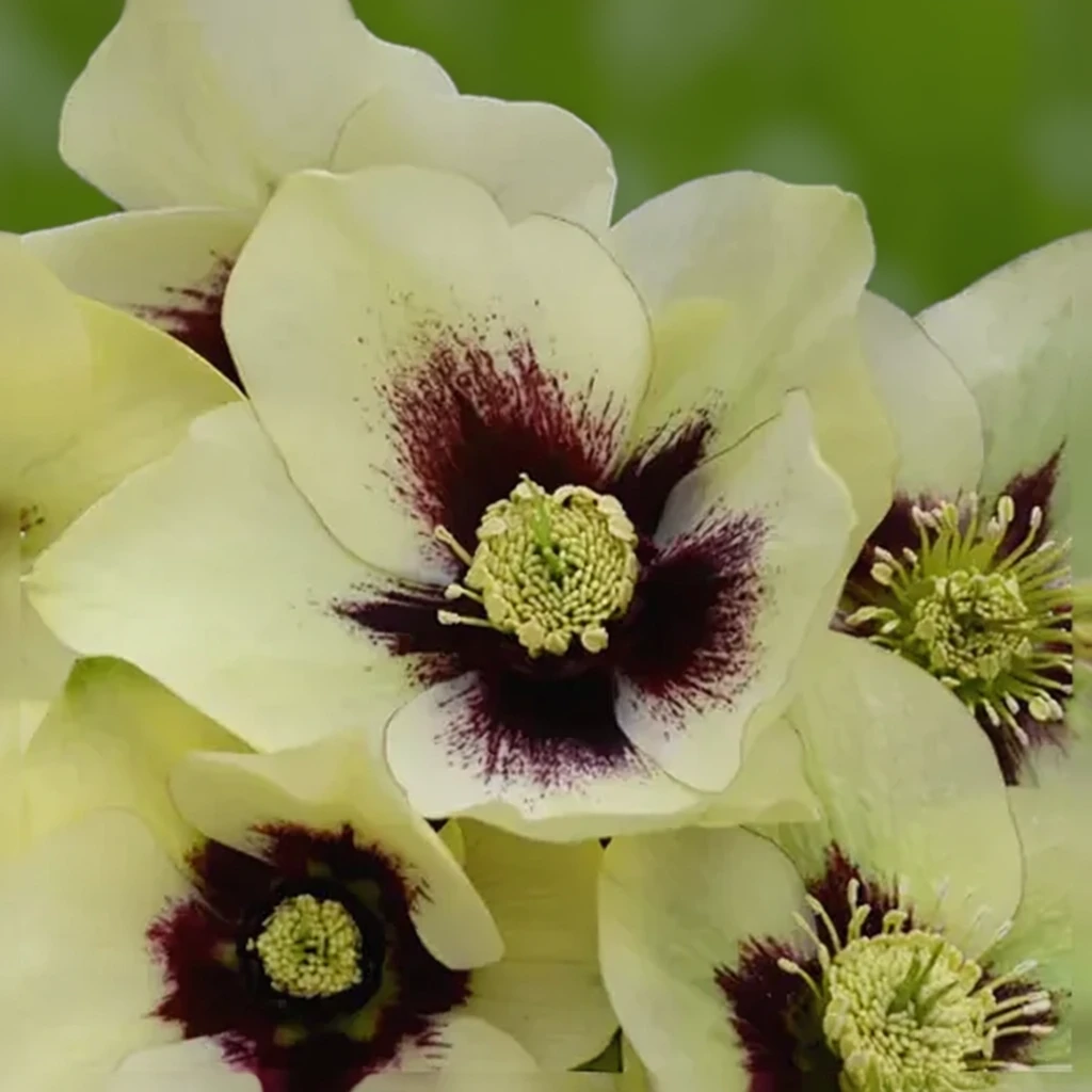 Spanish Flare helleborus / Чемерник спаніш флер