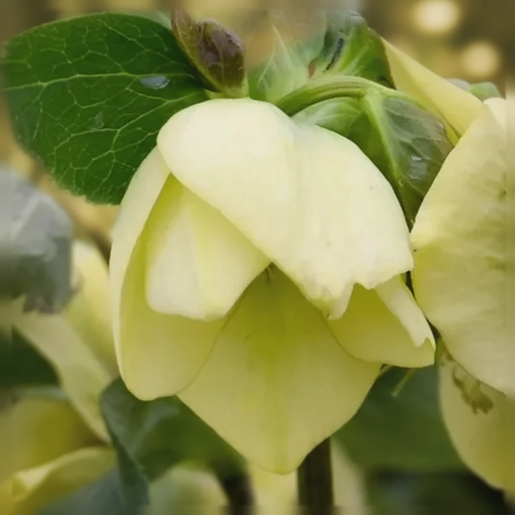 Чемерник Спаніш Флер