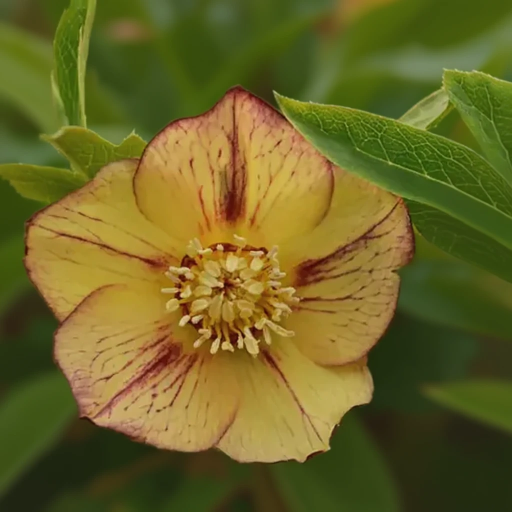 Чемерник Тропікал Сансет