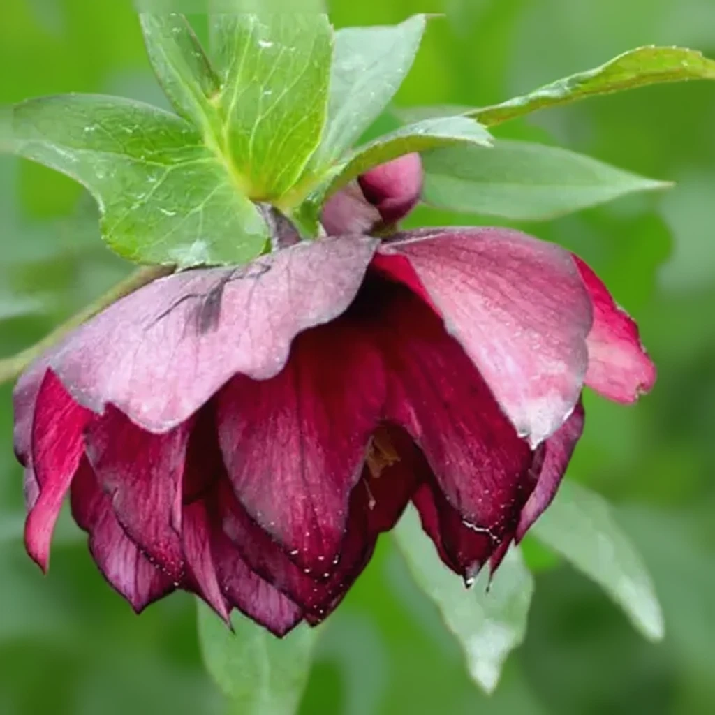 Чемерник Тру Лав