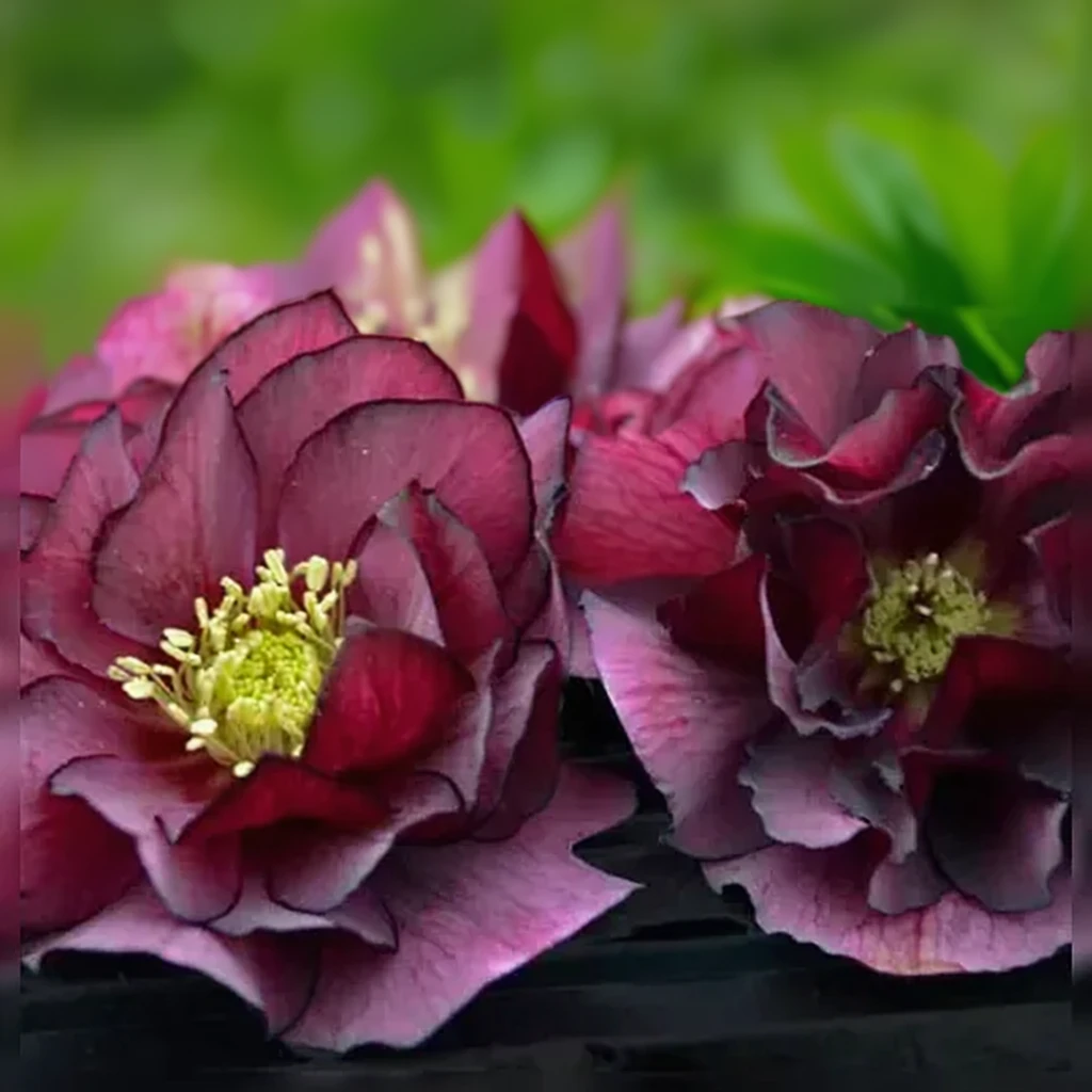 Чемерник Тру Лав