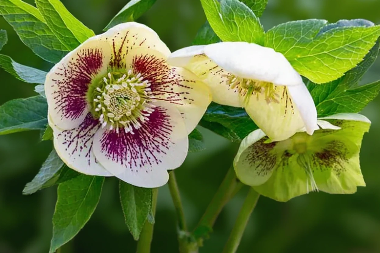 Чемерник Вайт Леді Споттед