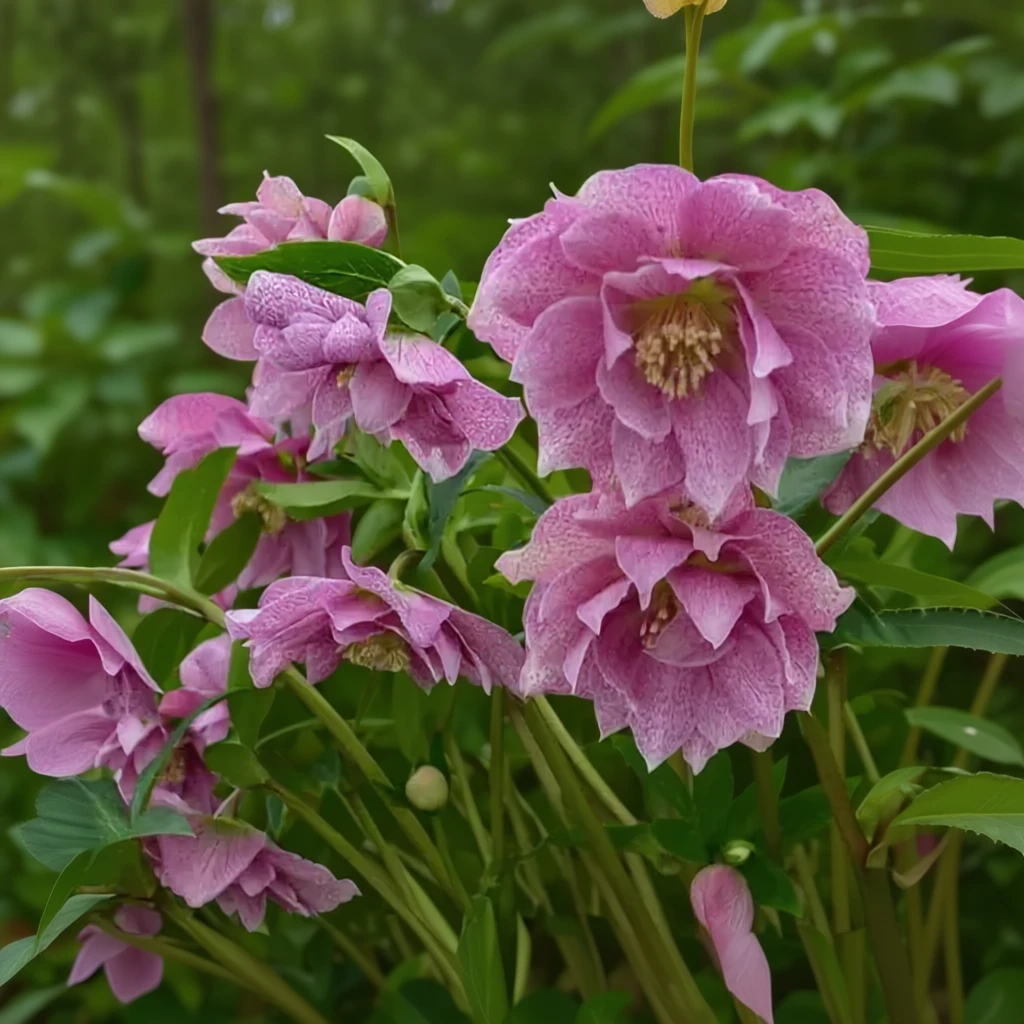 Веддінг Крешер чемерник / Helleborus wedding crasher