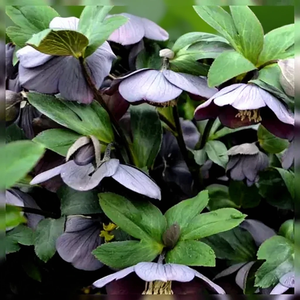 Чемерник Вегас Найтс