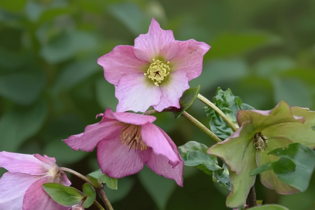 Волбертонс Розмарі чемерник / Helleborus walberton’s rosemary