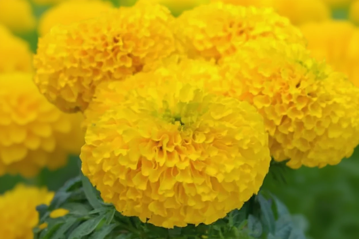 Чорнобривці прямостоячі Біг Дак Голд F1 / Tagetes erecta Big Duck Gold F1