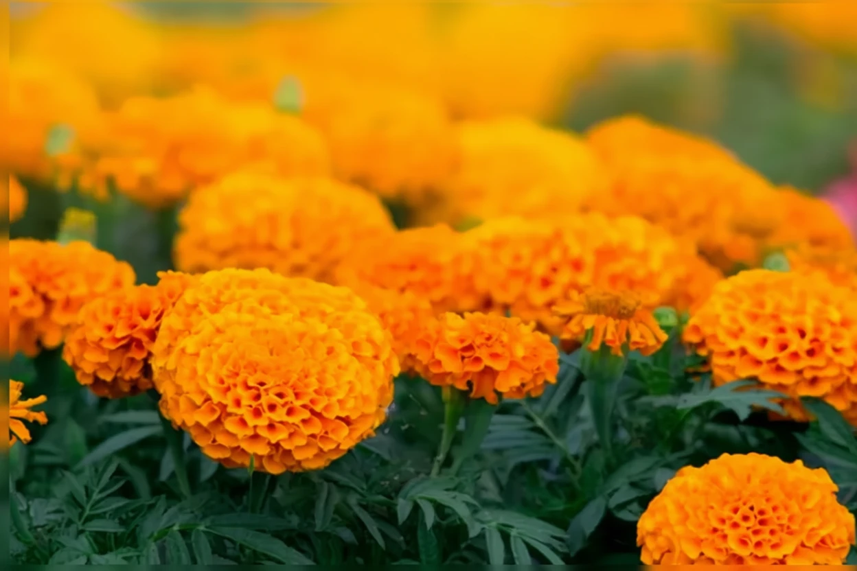 Чорнобривці прямостоячі Біг Дак Оранж F1 / Tagetes erecta Big Duck Orange F1