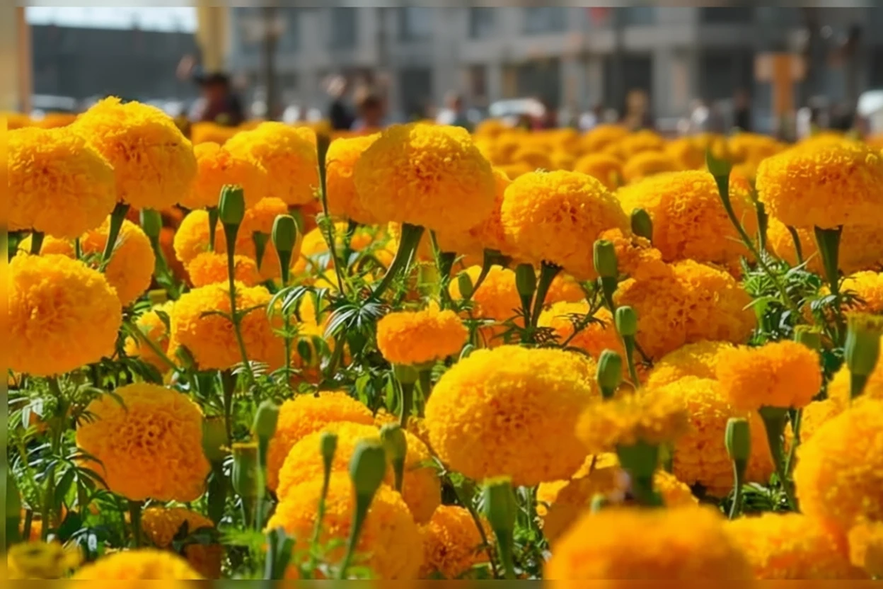 Чорнобривці прямостоячі Гаруда Діп Голд F1 / Tagetes erecta Garuda Deep Gold F1