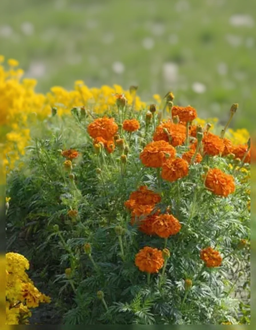 Чорнобривці прямостоячі Кіс Оранж / Tagetes erecta Kees Orange