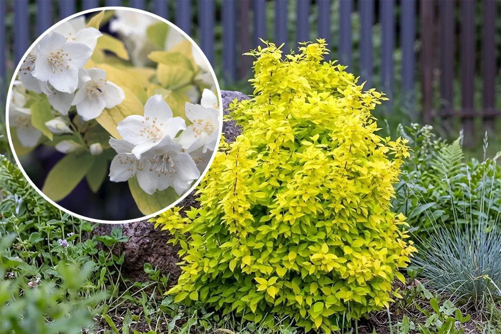 Чубушник вінцевий Ауреус