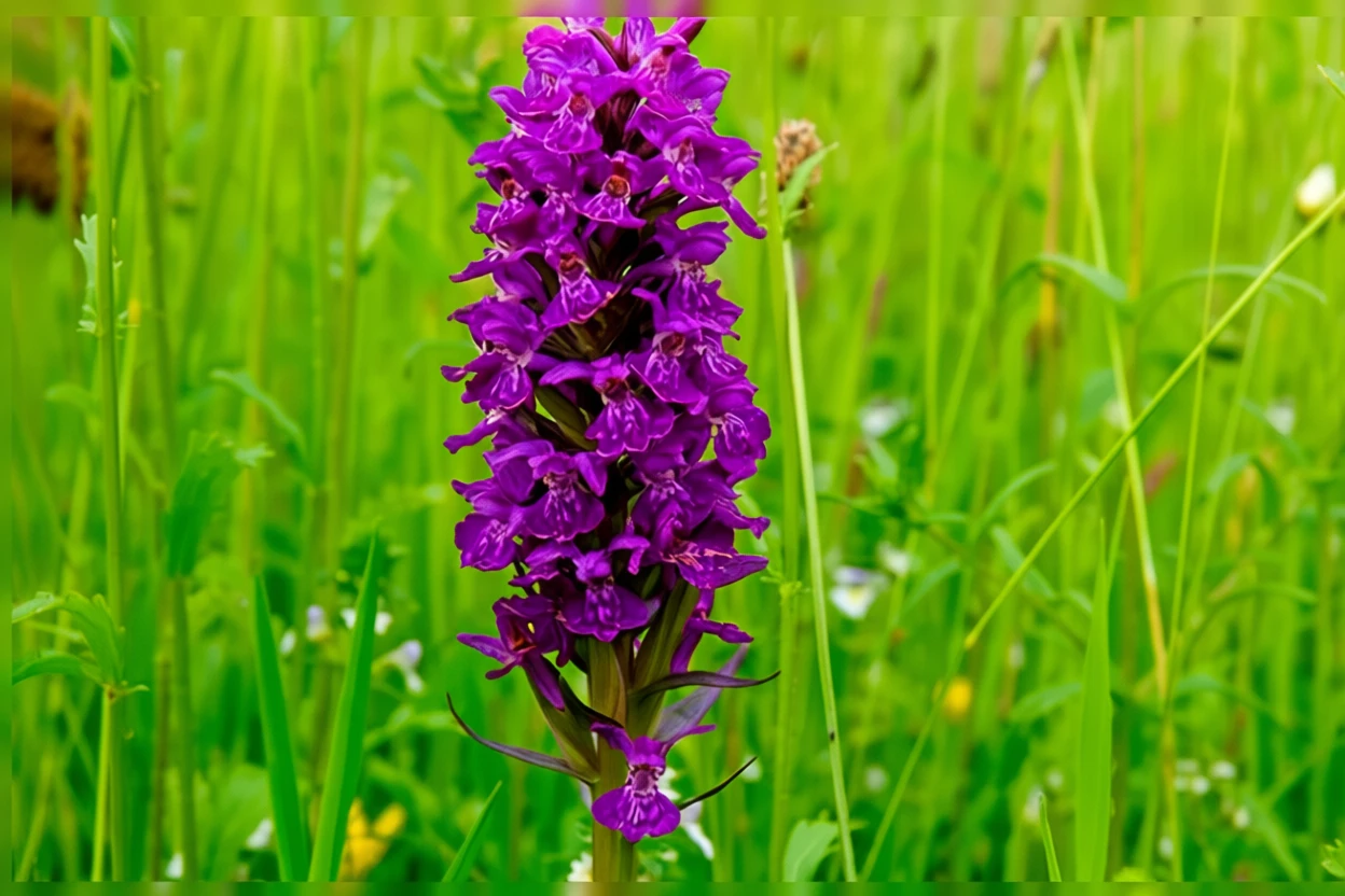 Дактилориза пурпурова / Dactylorhiza purpurella