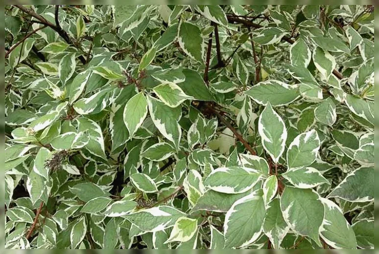 Дерен білий Айворі Хейло