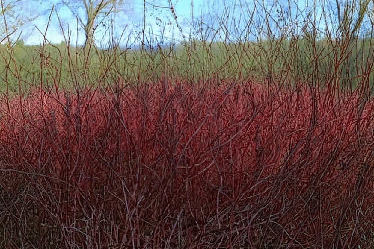 Дерен білий Аргентео-маргіната