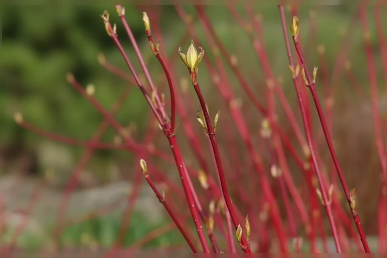 Дерен білий Ауреа