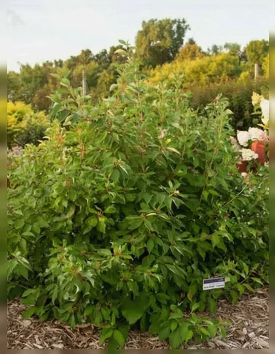 Дерен білий Батон Руж