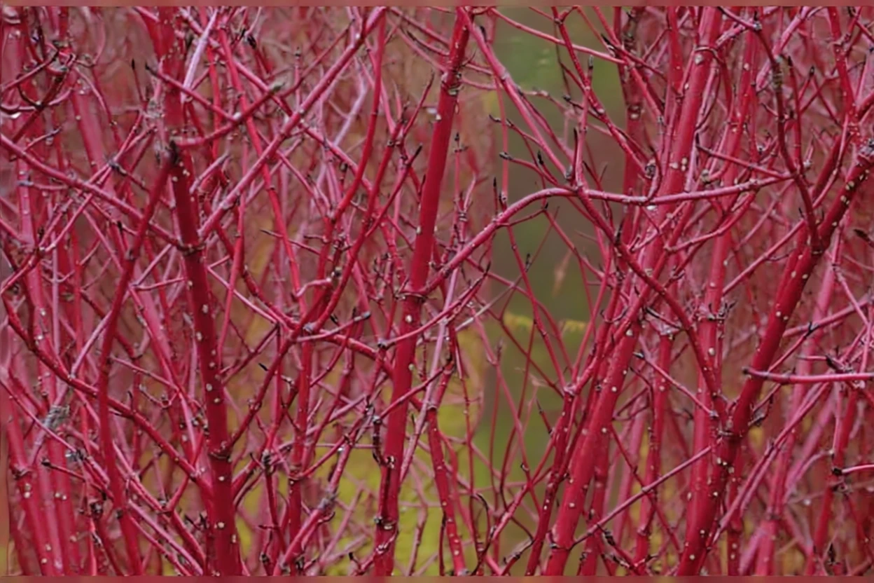 Дерен білий Сібіріка / Cornus alba Sibirica