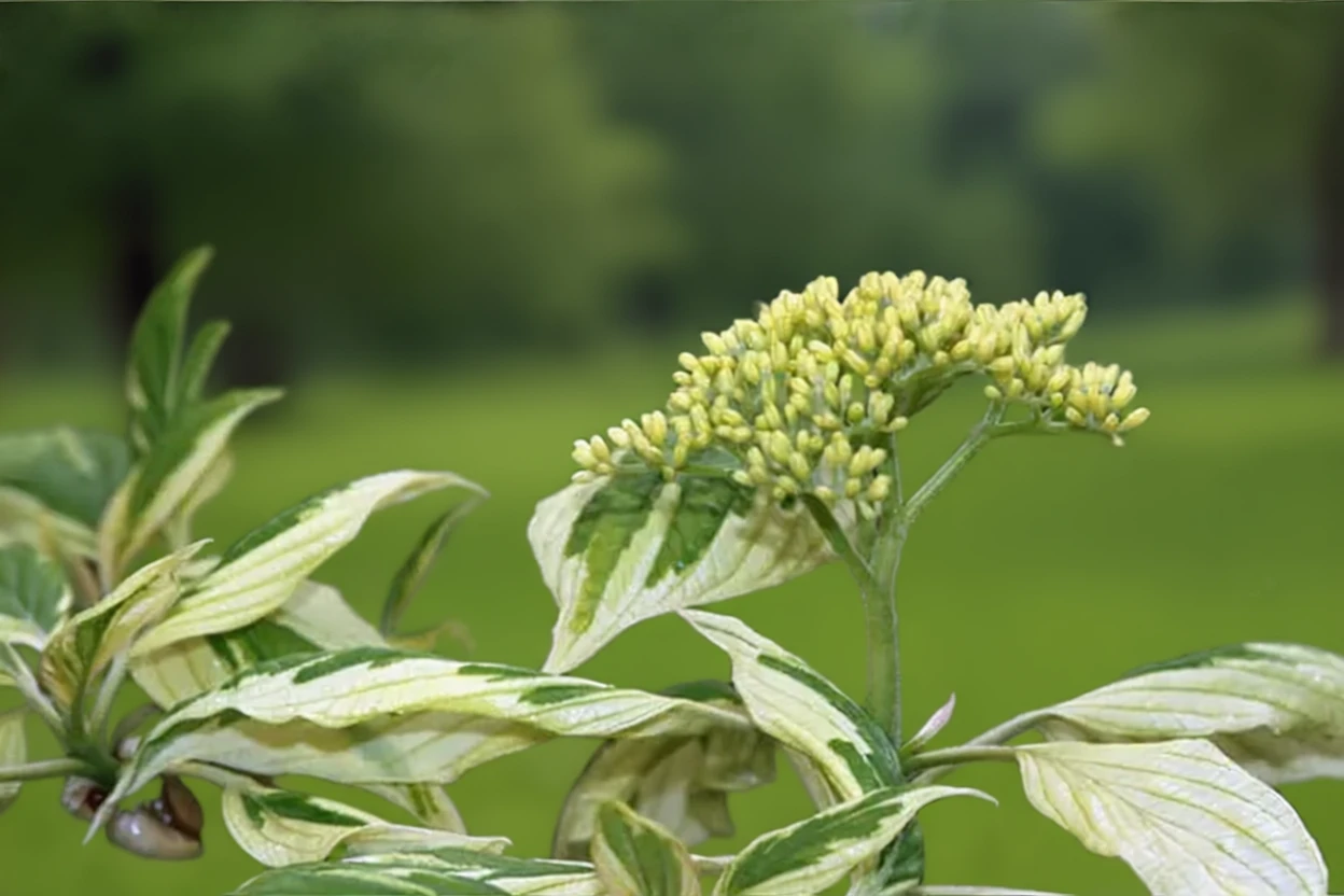 Дерен білий / Cornus alba