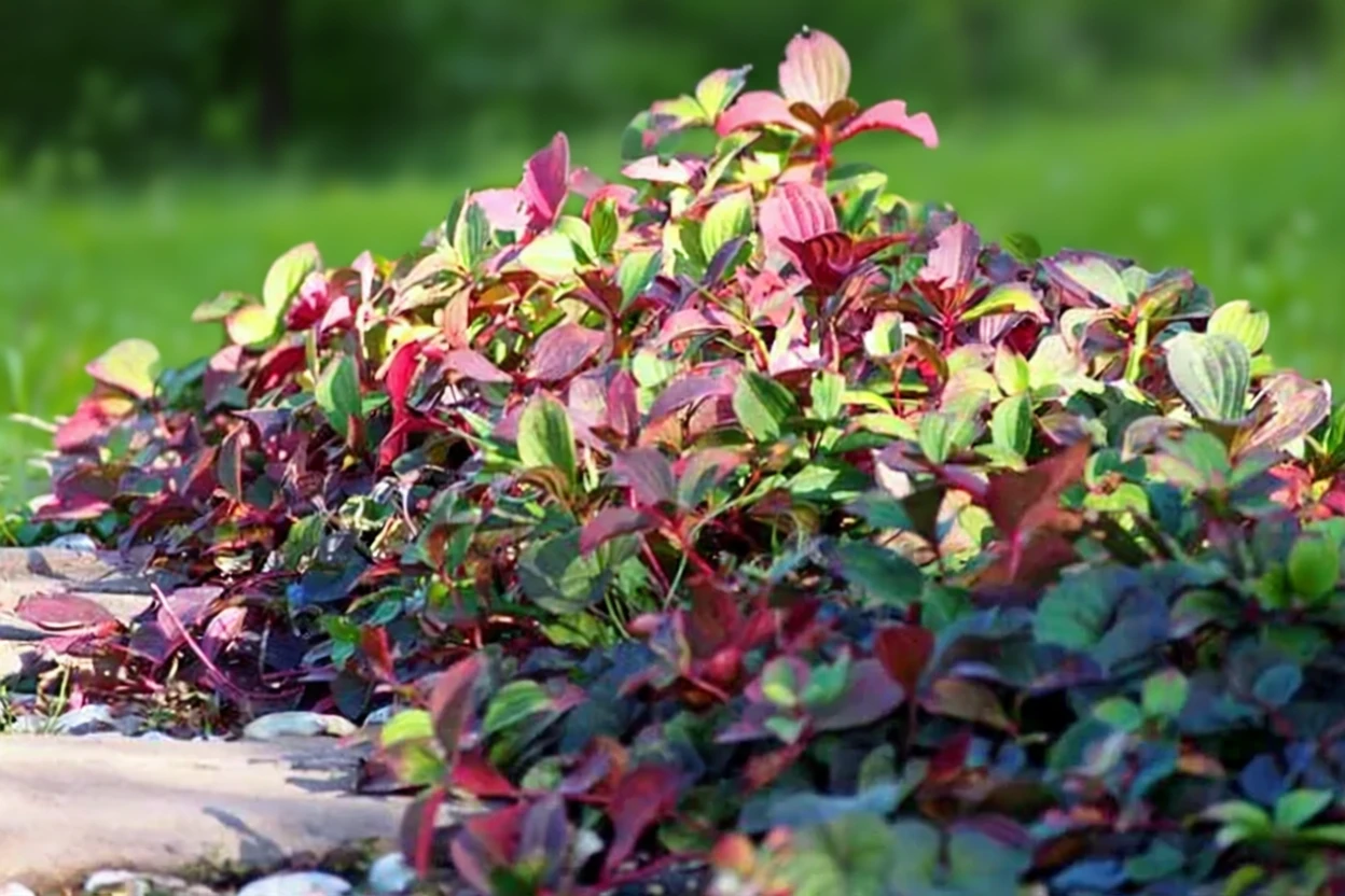 Дерен канадський