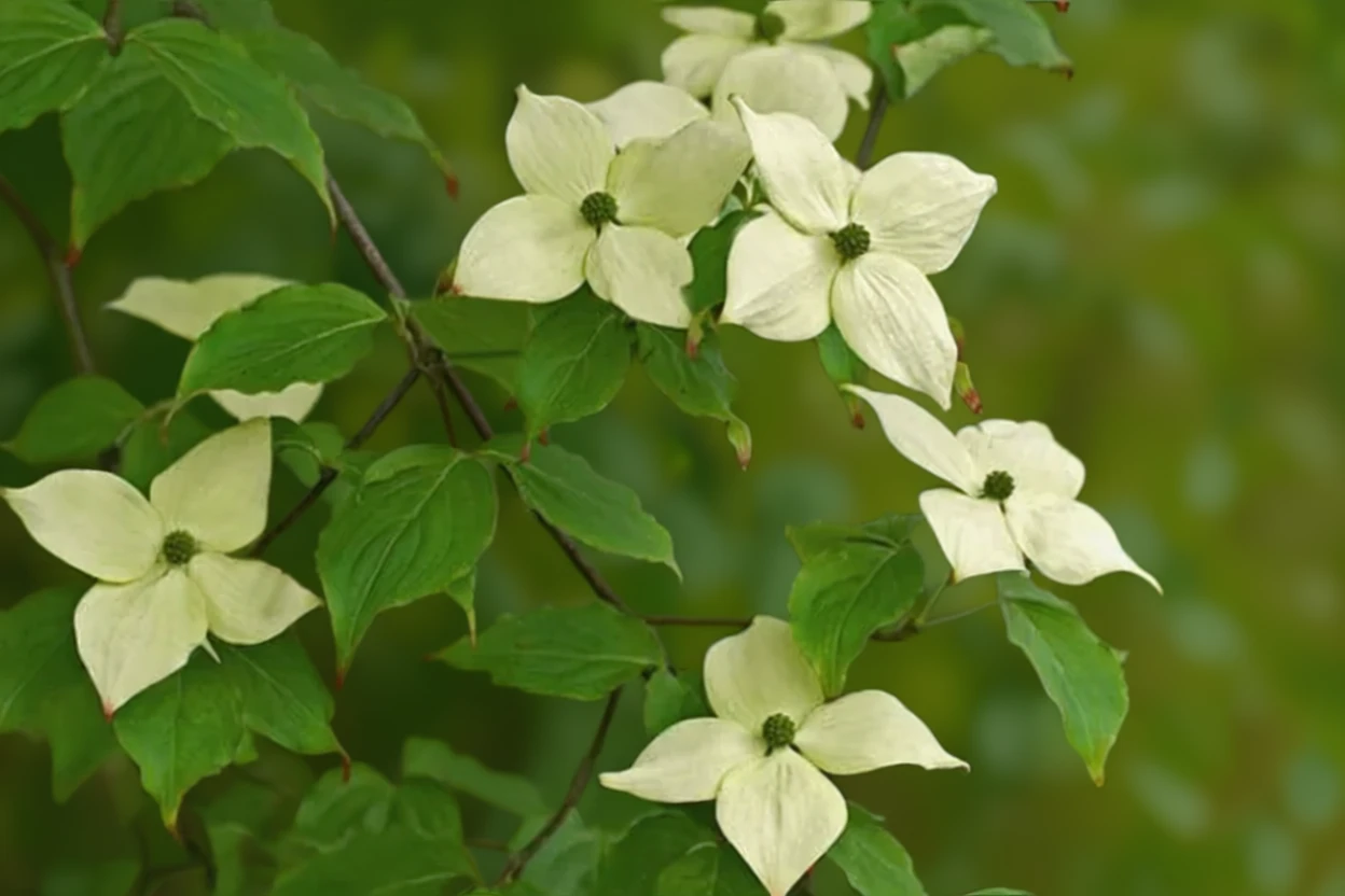 Дерен коуза Чайна Герл / Cornus kousa var. chinensis China Girl