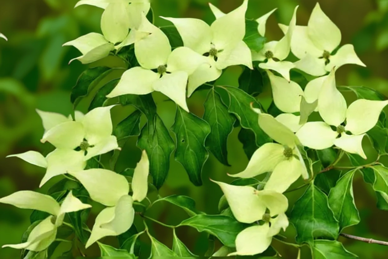 Дерен Коуза Грінслівз